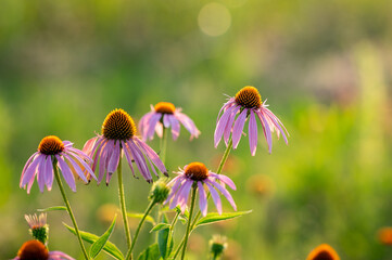 Coneflower