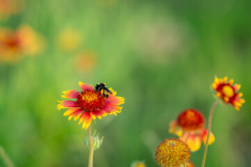 bee on a flower