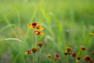 Indian Blanket Flowers
