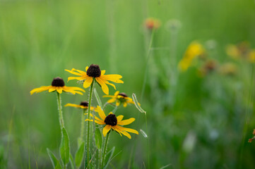 Black-eyed Susans