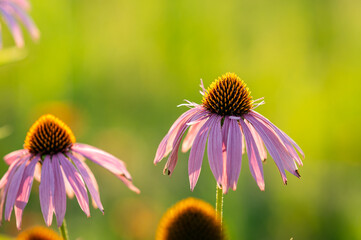 Coneflowers