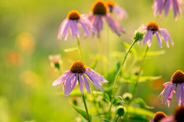 flowers in the garden