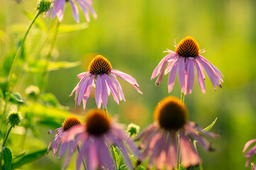 coneflowers