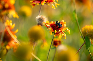 bee on a flower