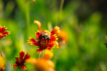 bee on a flower