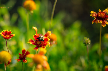 Bee on Indian Blanket