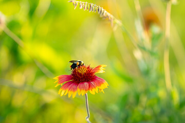 Busy Bee