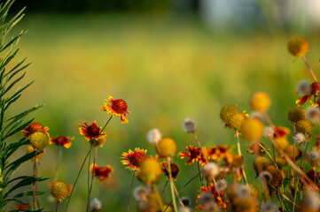 Wildflower Field