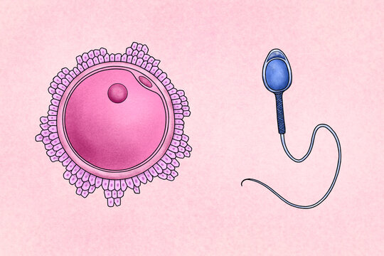 Illustration of human sexual cells