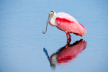 Roseate Spoonbill
