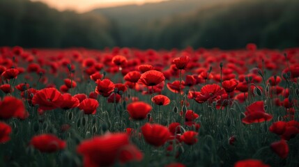Red Poppy Field at Sunset