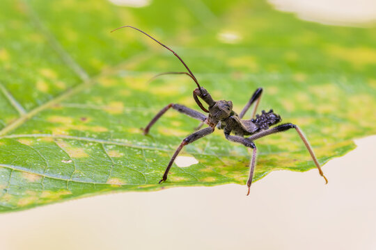 Ninfa de percevejo de crista