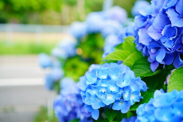 初夏の散歩道に咲く色鮮やかな青いあじさい