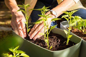 Planting seedlings in garden containers, person nurturing young plants outdoors