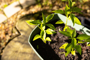Growing green plants in garden, focusing on healthy leaves and soil, copy space