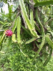 Pitaya Dragon Fruit Plant with Pink Skin