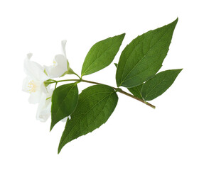 Branch of jasmine flowers and leaves isolated on white