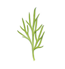 Sprig of fresh dill isolated on white