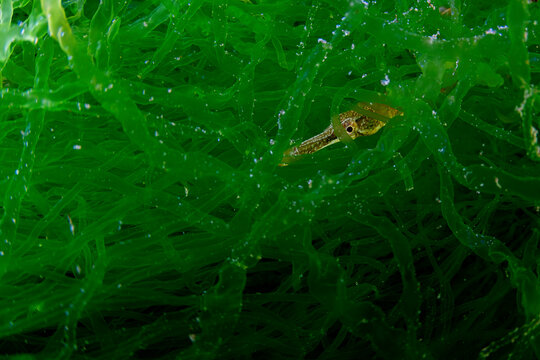 Bay Pipefish Hiding