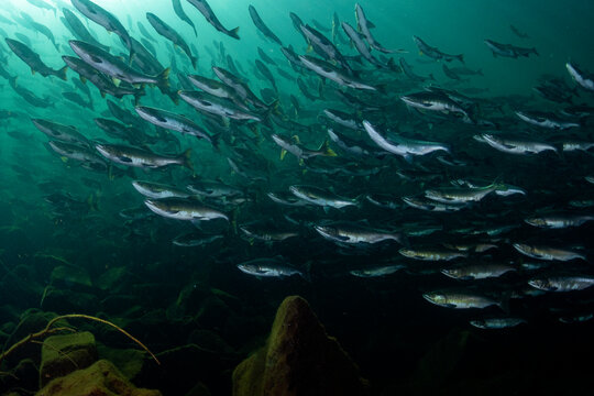 School of Salmon