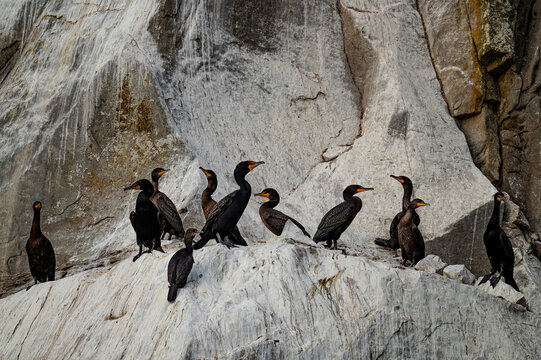 Cormorant Colony