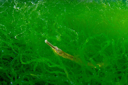 Bay Pipefish Hiding