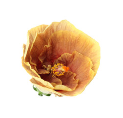 One beautiful hibiscus flower isolated on white © New Africa