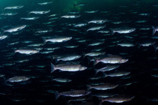 School of Salmon