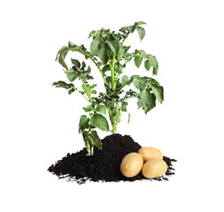 Potato plant, soil and tubers isolated on white