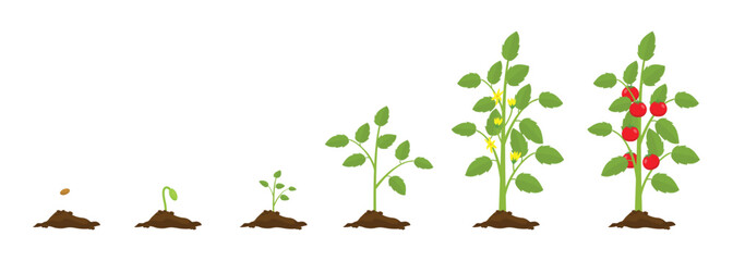 Tomato plant growth stages from seed to flowering and fruiting plant with ripe red tomatoes