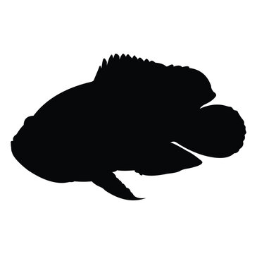 recommend clip art: Oscar fish silhouette vector design. black and white.