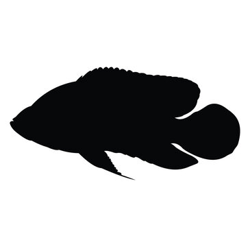 recommend clip art: Oscar fish silhouette vector design. black and white.