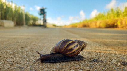 Close-Up of Snail Crossing a Rural Road