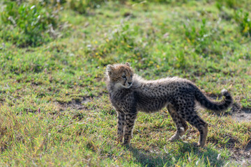 cheetah cub in serengeti
