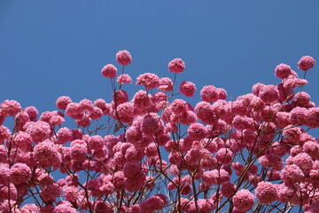 Native Brazilian tree Ipê-rosa, scientific name Handroanthus heptaphyllus