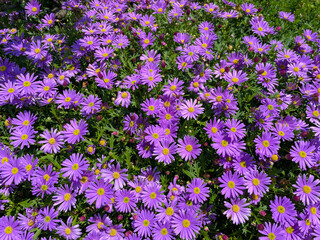 Aster flowers, close-up, garden, purple