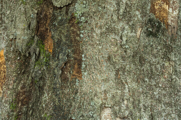 Tree bark, natural pattern, texture, close-up