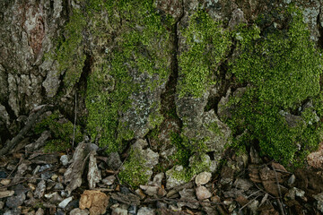 
Wooden surface, moss, natural pattern, close-up