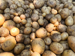 potatoeFreshly harvested potatoes, summer vegetable gardens on market