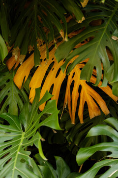Green and yellow monstera leaves