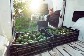view from inside a truck to boxes with hass avocado and worker in the field