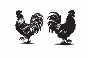 rooster isolated on white background