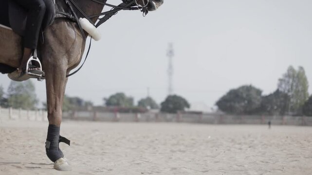 Standing Horse - Low Angle