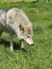 Wolfdog in the grass