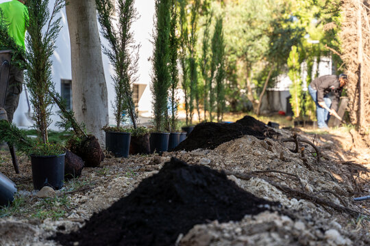 Gardener Planting Young Trees