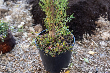 Close-up of Young Tree with Root Ball
