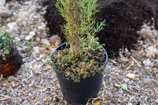 Close-up of Young Tree with Root Ball
