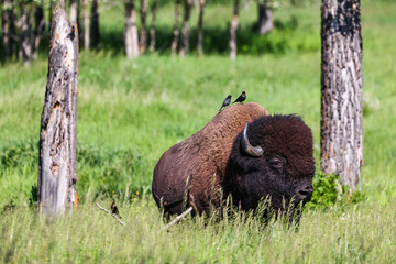 Elk Island National Park. Photo Credit: Sergei Belski