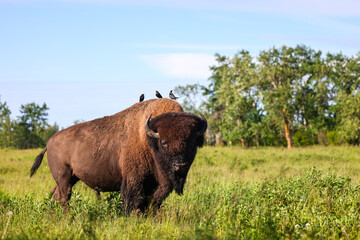 Elk Island National Park. Photo Credit: Sergei Belski © Sergei Belski