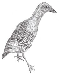 Illustration of Australian native bird, plumed whistling duck duckling